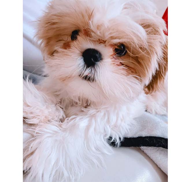 Shih Tzu  Puppy