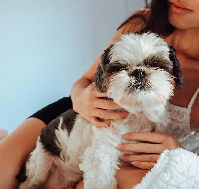 Shih Tzu  Puppy