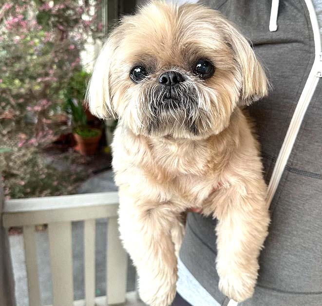 Shih Tzu  Puppy