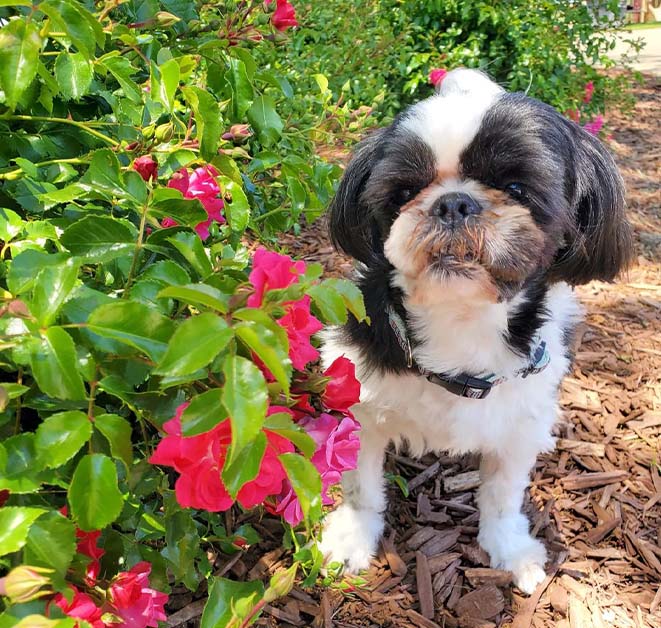 Shih Tzu  Puppy