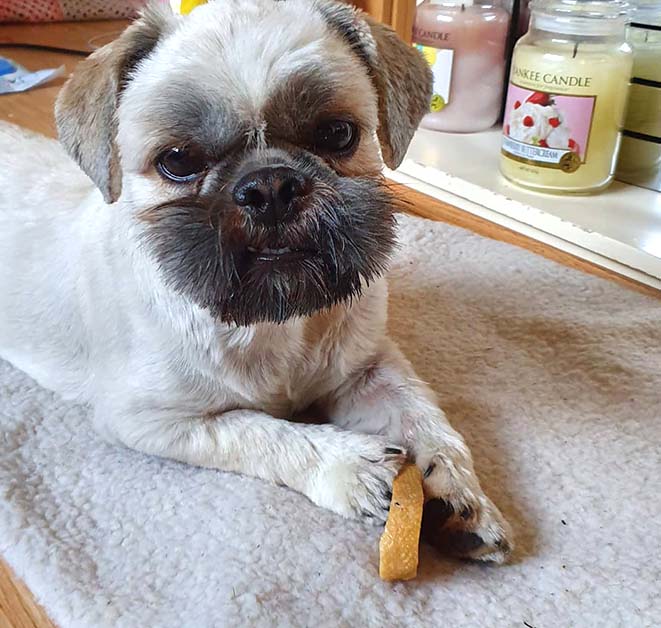 Shih Tzu  Puppy