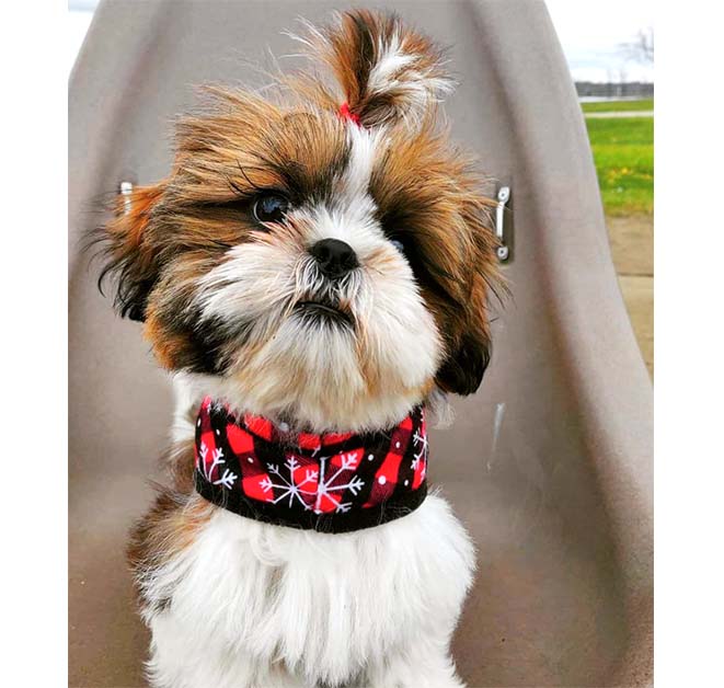 Shih Tzu  Puppy