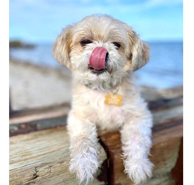 Shih Tzu  Puppy