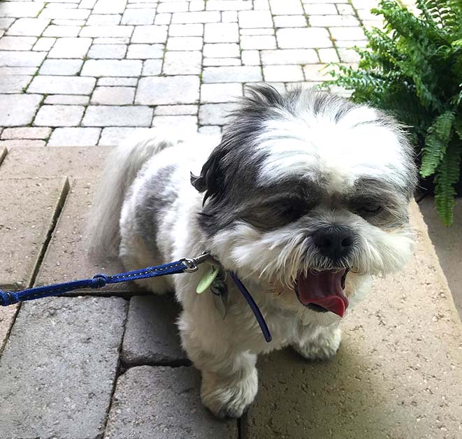 Shih Tzu  Puppy