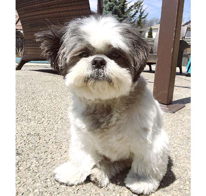 Shih Tzu  Puppy