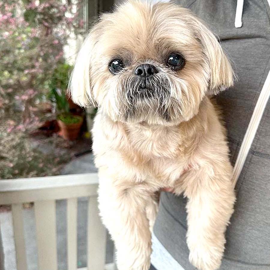 Shih Tzu  Puppy